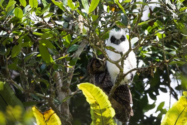 Madagascar bird ransuil (Asio madagascariensis) — Stockfoto