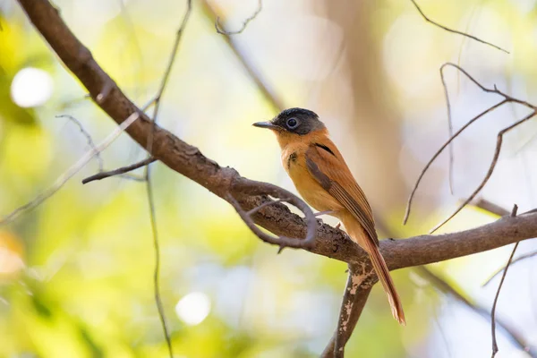 Madagascar bird paradijs-vliegenvanger, Terpsiphone mutata — Stockfoto