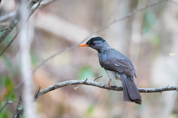 Malagasy bulbul (Hypsipetes madagascariensis) madagascar — Stock Photo, Image