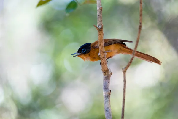 Pássaro de Madagáscar Paraíso-apanhador de moscas, Terpsiphone mutata — Fotografia de Stock