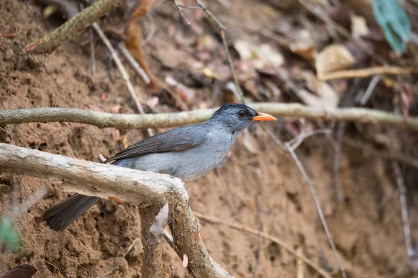 Malagasy bulbul (Hypsipetes madagascariensis) madagascar — Stock Photo, Image