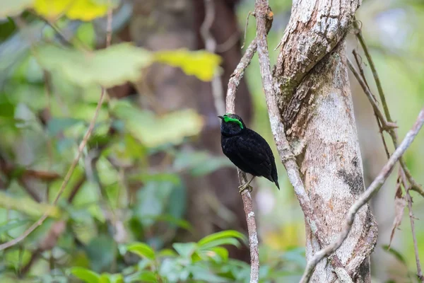 Aves endémicas terciopelo asity Madagascar — Foto de Stock