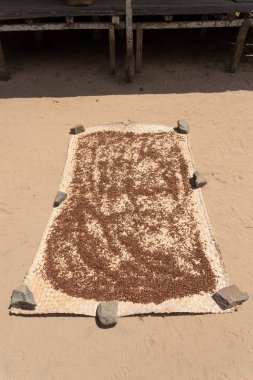 çiçek tomurcukları karanfil baharat üzerinden kurutma