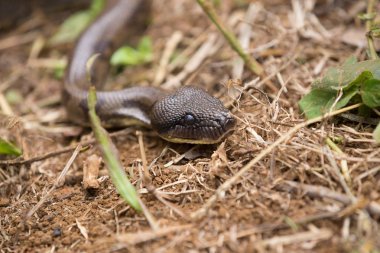 Madagaskar ağaç boa, Sanzinia madagascariensis