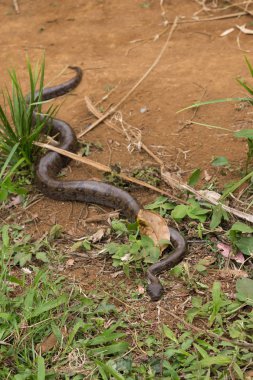Madagaskar ağaç boa, Sanzinia madagascariensis