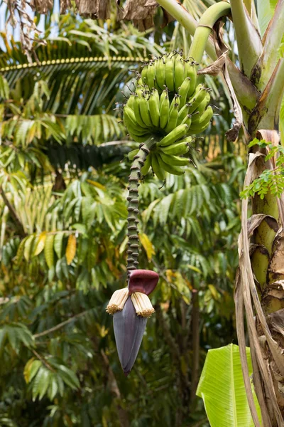 Banaanipuun kukka — kuvapankkivalokuva