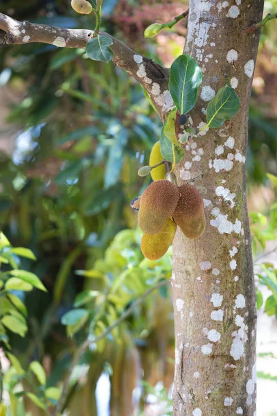 Jakkipuun hedelmät (Artocarpus heterophyllus) Madagaskar — kuvapankkivalokuva