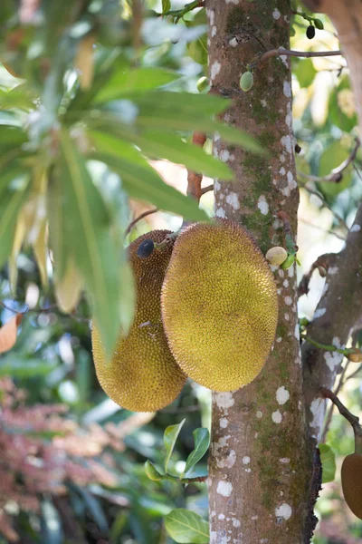 Jakkipuun hedelmät (Artocarpus heterophyllus) Madagaskar — kuvapankkivalokuva