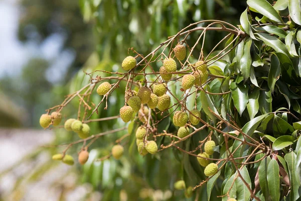 Fruta exótica inmadura Lychee, madagascar —  Fotos de Stock