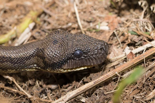 Madagascar boa, Sanzinia madagascariensis — Foto de Stock