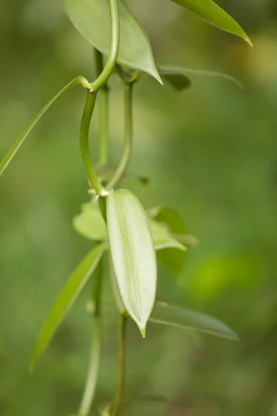 Close-up van de vanille plant, Madagaskar — Stockfoto