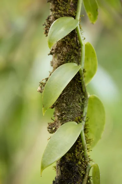 마다 가스 카 르 바닐라 식물의 근접 촬영 — 스톡 사진