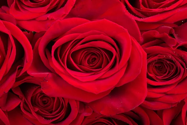 Bouquet di rose rosse fresche — Foto Stock