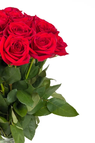 Ramo de rosas rojas frescas de San Valentín aisladas — Foto de Stock