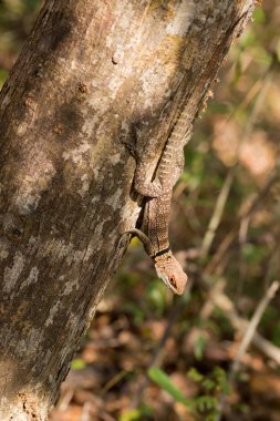 yakalı iguanid kertenkele, Madagaskar