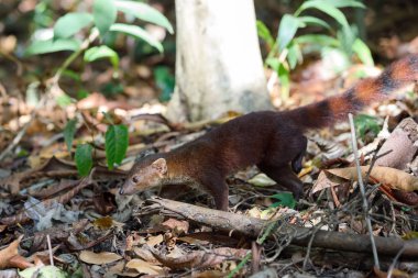 Ring-Tailed Firavun faresi (Galidia elegans) Madagaskar
