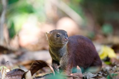 Ring-Tailed Firavun faresi (Galidia elegans) Madagaskar