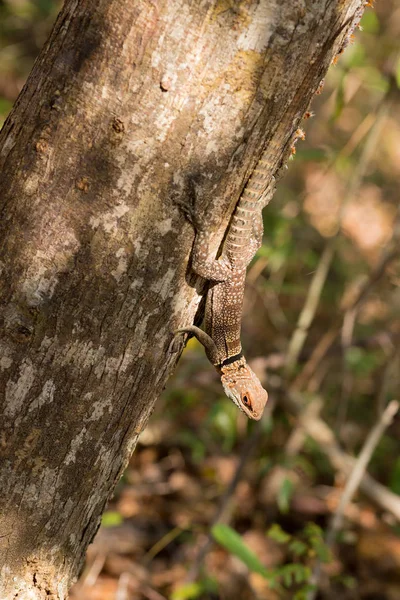 Lagarto iguanideo de cuello, madagascar — Foto de Stock