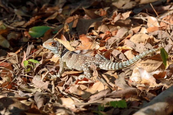 领的 iguanid 蜥蜴马达加斯加 — 图库照片