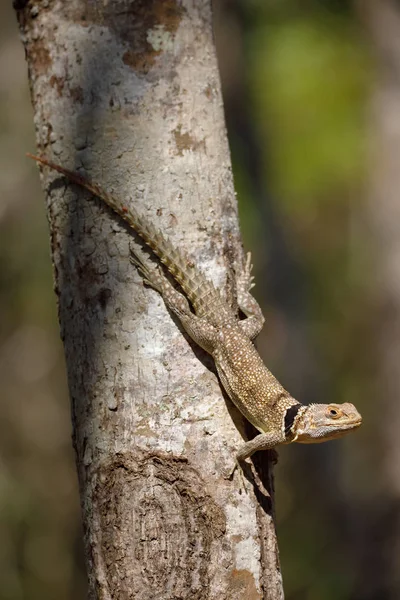 체포 되었던된 iguanid 도마뱀, 마다가스카르 — 스톡 사진