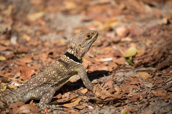 领的 iguanid 蜥蜴马达加斯加 — 图库照片