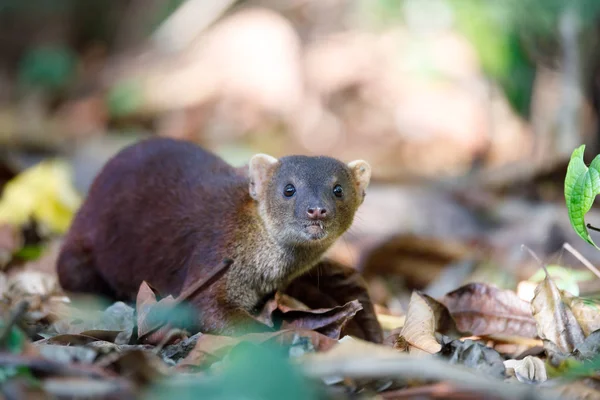 Jamajský mongoose (Galidia elegans) Madagaskar — Stock fotografie