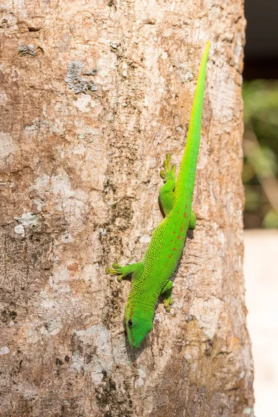 Phelsuma madagascariensis day gecko, Madagascar — Stock Photo, Image