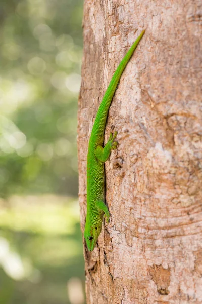 Phelsuma madagascariensis dag gecko, Madagaskar — Stockfoto