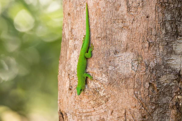 Gecko diurno de Phelsuma madagascariensis, Madagascar — Foto de Stock