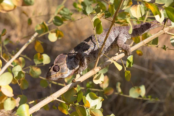 Madagaskar dev bukalemun, Madagaskar — Stok fotoğraf