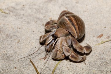 Salyangoz kabuğu Madagaskar ile büyük yalnızcıl yengeç