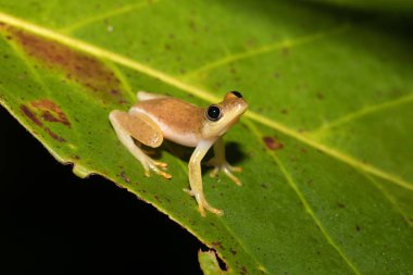 Boophis aile, Madagaskar gelen küçük sarı ağaç kurbağası