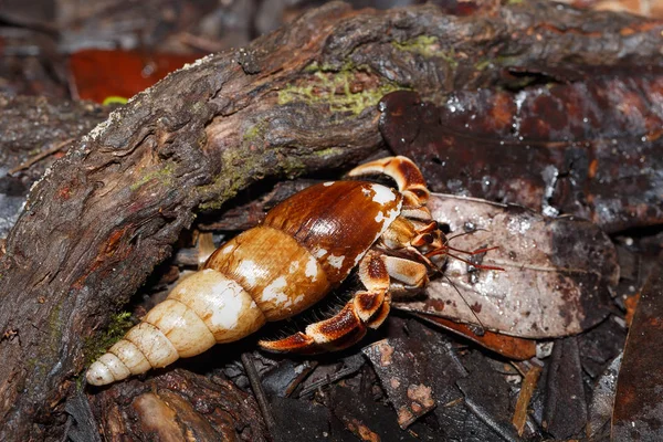 Münzevi kimse yengeç ile deniz kabuğu Madagaskar — Stok fotoğraf