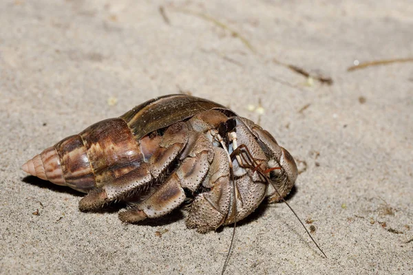 Velké krab poustevník s šnek shell Madagaskar — Stock fotografie