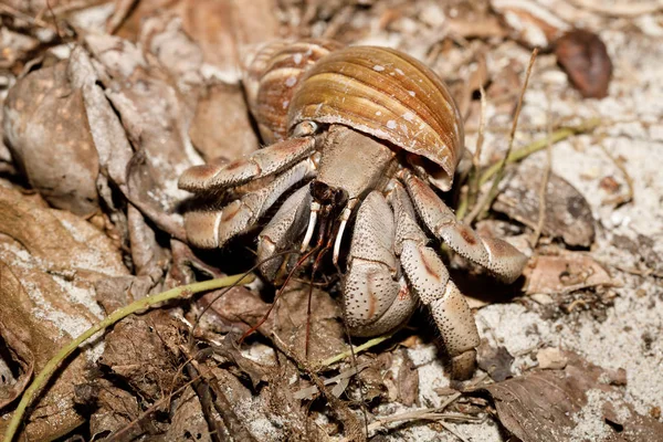 Große Einsiedlerkrebse mit Schneckenhaus Madagaskar — Stockfoto