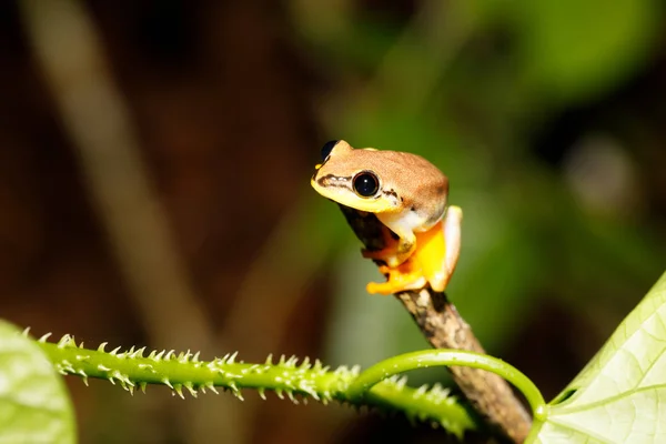 Małe żółte żaba drzewo z rodziny boophis, Madagaskar — Zdjęcie stockowe
