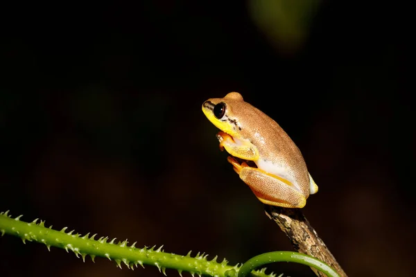 Маленькая жёлтая древесная лягушка из семьи Буфис, Мадагаскар — стоковое фото