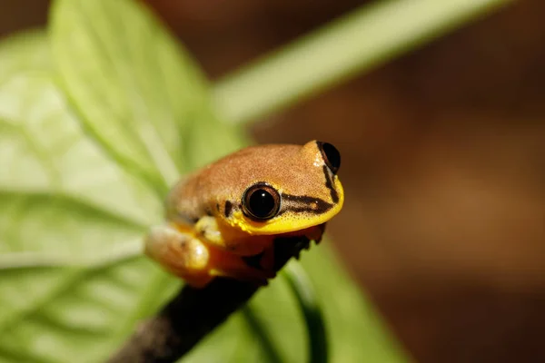 Pequeña rana amarilla de árbol de la familia boophis, madagascar — Foto de Stock