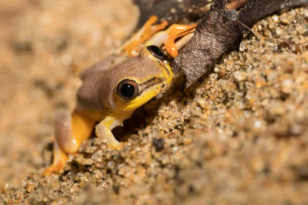 Маленька жовта деревна жаба з родини боофітів, Мадагаскар — стокове фото