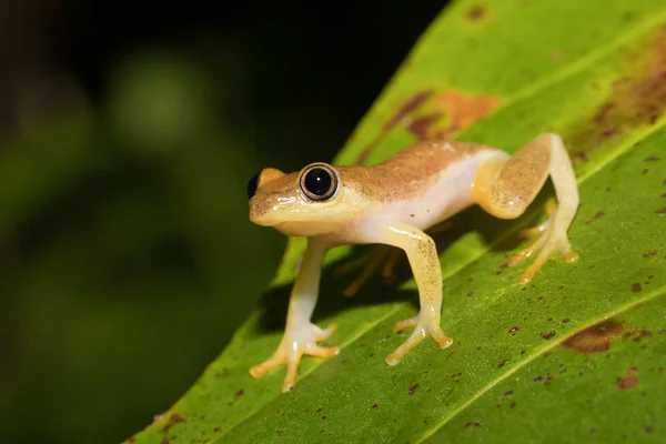 Small yellow tree frog from boophis family, madagascar — Stock Photo, Image