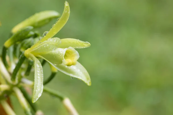 Closeup of The Vanilla plant flower, madagascar — Stock Photo, Image