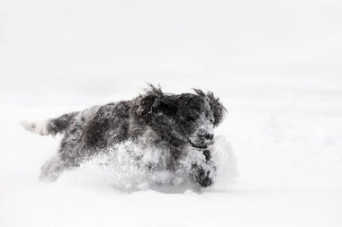 kar kış aylarında oynayan İngiliz cocker spaniel köpek