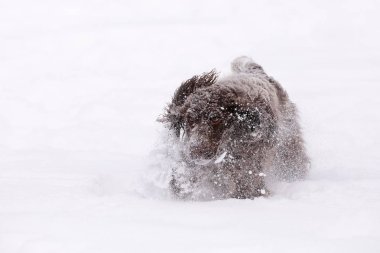 kar kış aylarında oynayan İngiliz cocker spaniel köpek