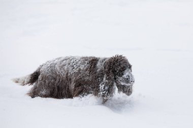 kar kış aylarında oynayan İngiliz cocker spaniel köpek