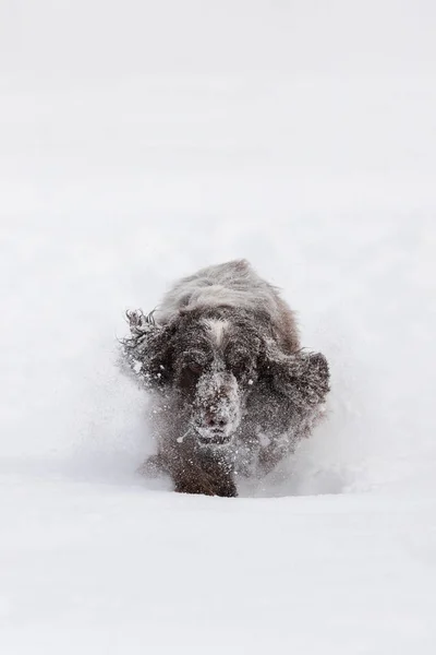 Angol cocker spániel kutya játszik a téli hó — Stock Fotó