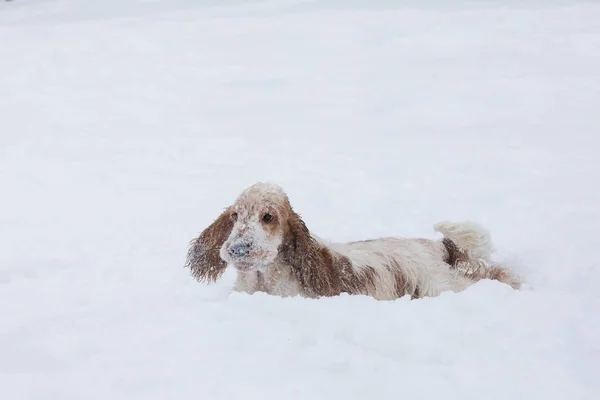 Inggris cocker spaniel anjing bermain di musim dingin salju — Stok Foto