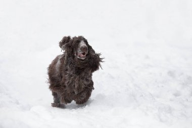 taze karda oynayan İngiliz cocker spaniel köpek