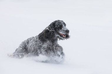 taze karda oynayan İngiliz cocker spaniel köpek