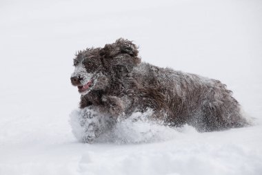 taze karda oynayan İngiliz cocker spaniel köpek