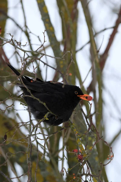 Maschio di uccello nero comune in inverno — Foto Stock